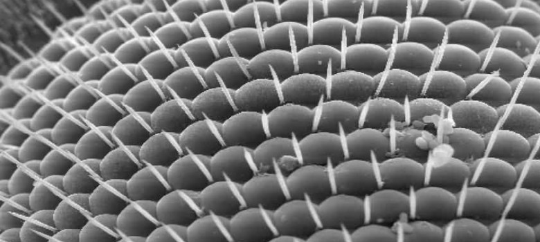 Microscopio04