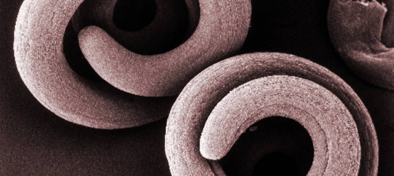 Microscopio09Tono
